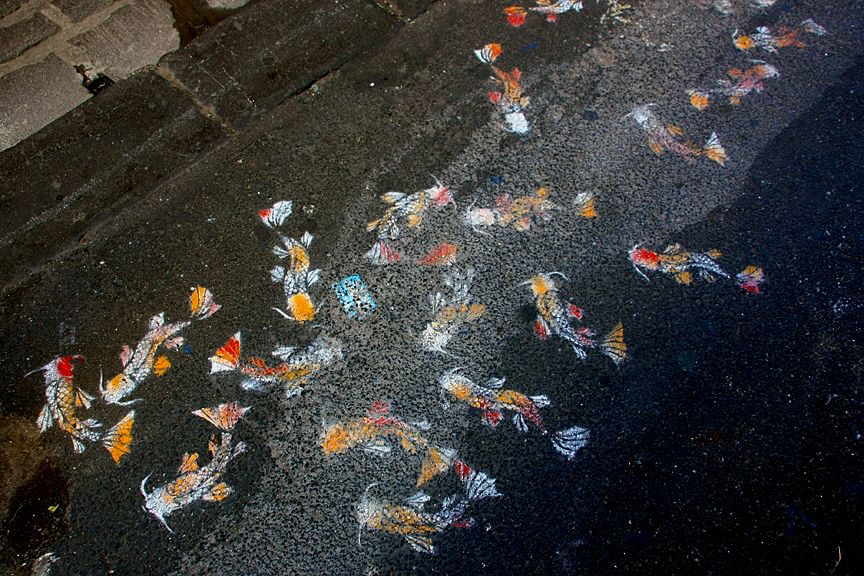 Colorful koi are stencil spray painted onto black asphalt in an alley. There are a lot of them, and they are swimming different directions.