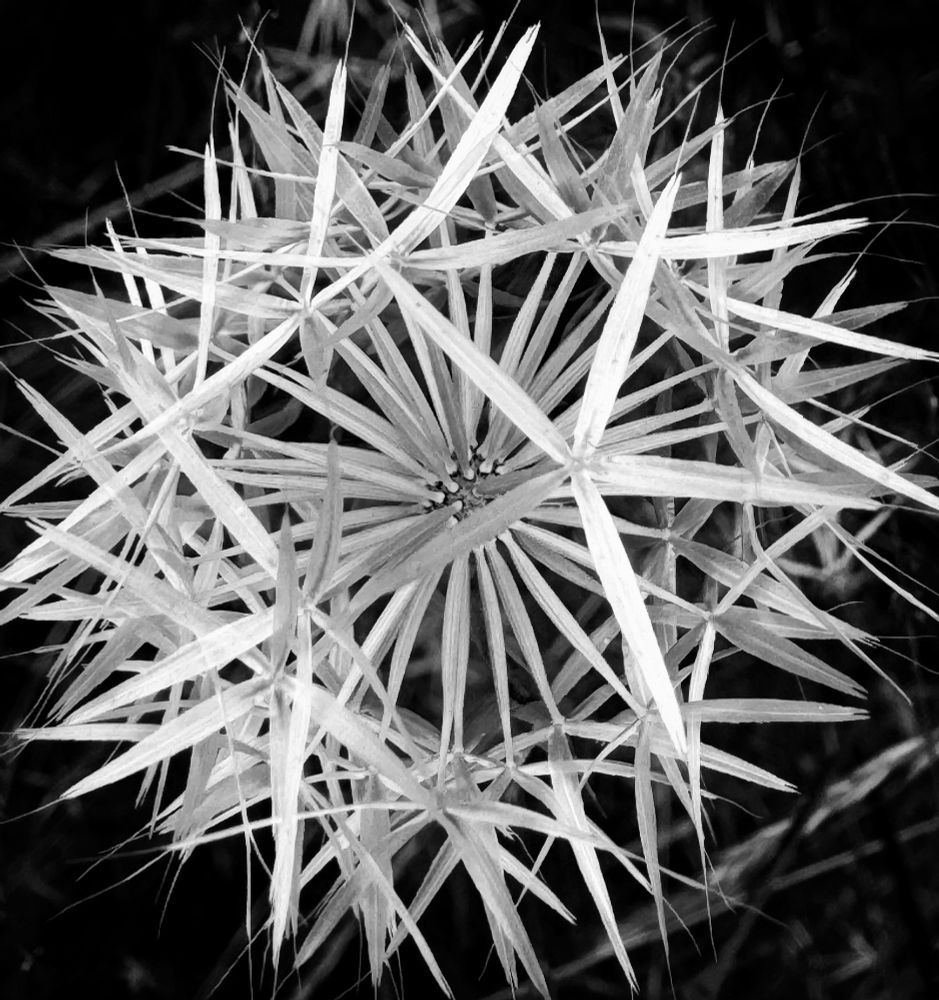 Black and white macro image of a small dandelion-like blossom that has sharp 5-pointed stars radiating from the center, a bit like fireworks. The background is black and the flower is white and silver. 