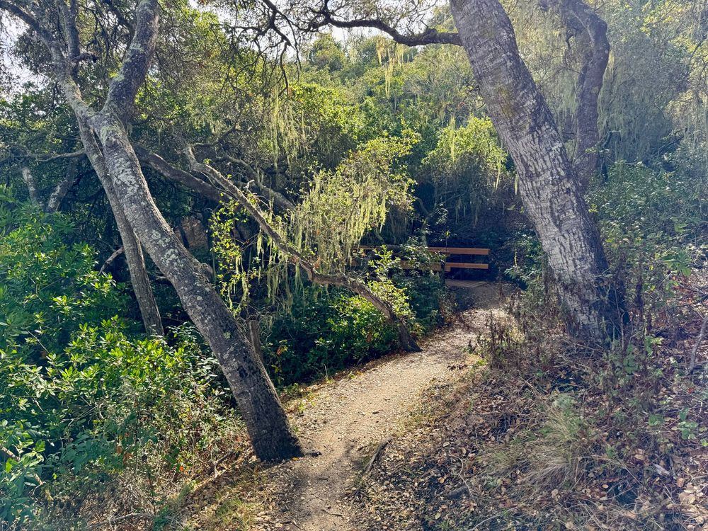 A hiking trail winds between trees that have lace lichen hanging from their branches. The sun is illuminating the lichen and leaves making them a bright green. Further down the trail, there is a wooden bridge that goes over a gulch that runs down the mountainside. It's a sunny day. Marigold trail in San Luis Obispo, California.