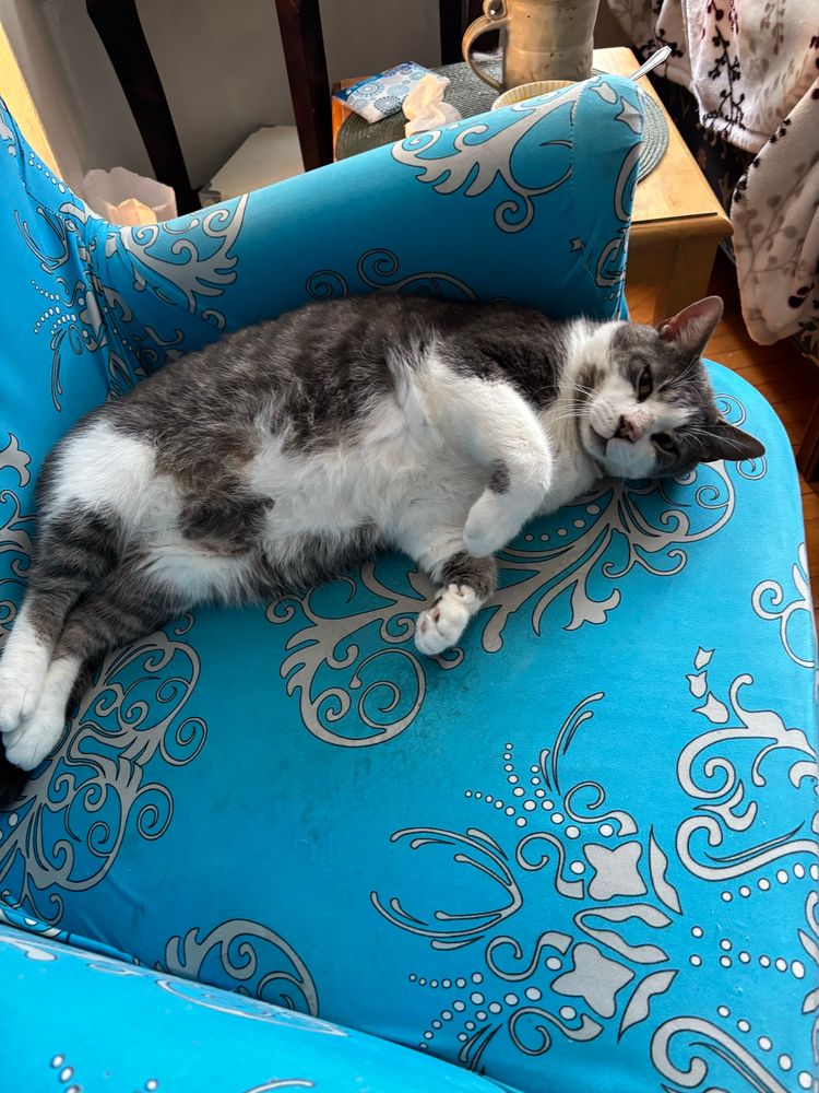 Large grey white cat laying on back posing.