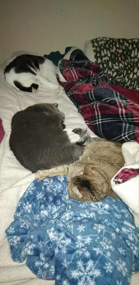 one brownish cat, one gray cat, one black and white cat all sharing half the bed