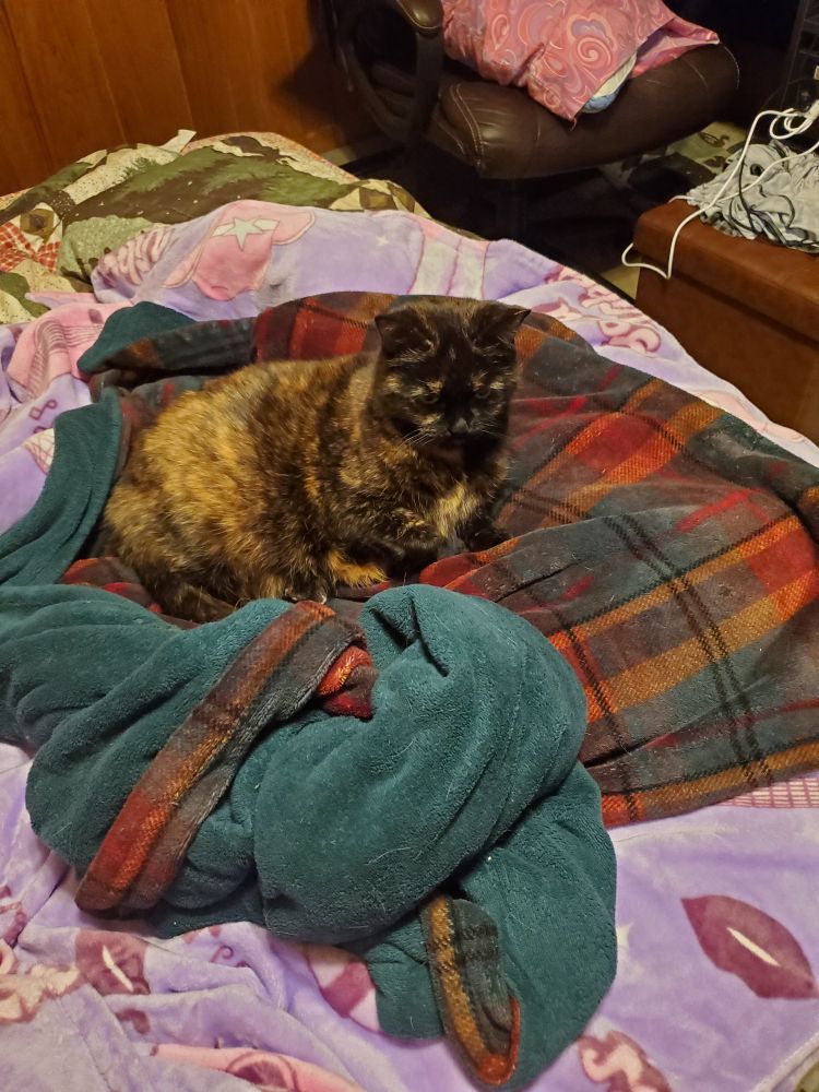 a tortoise shell cat laying on a plaid blanket. she has a sleepy expression and is in a slightly curled position.