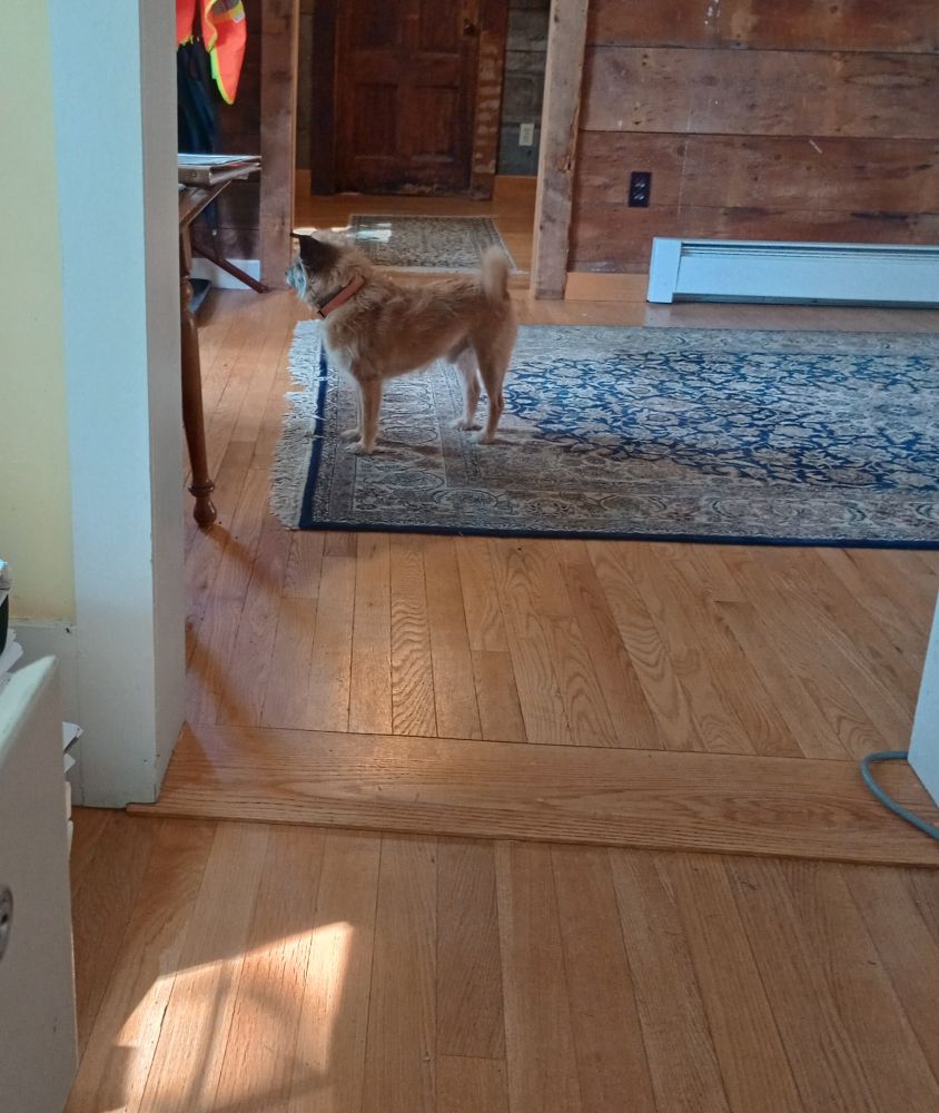 A small scruffy dog in a doorway