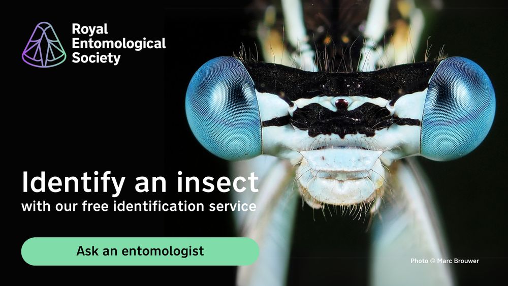Advert for the RES Free Insect Identification Service featuring a close up of damselfly eyes in Genemuiden, Netherlands - image (c) Marc Brouwer 2014