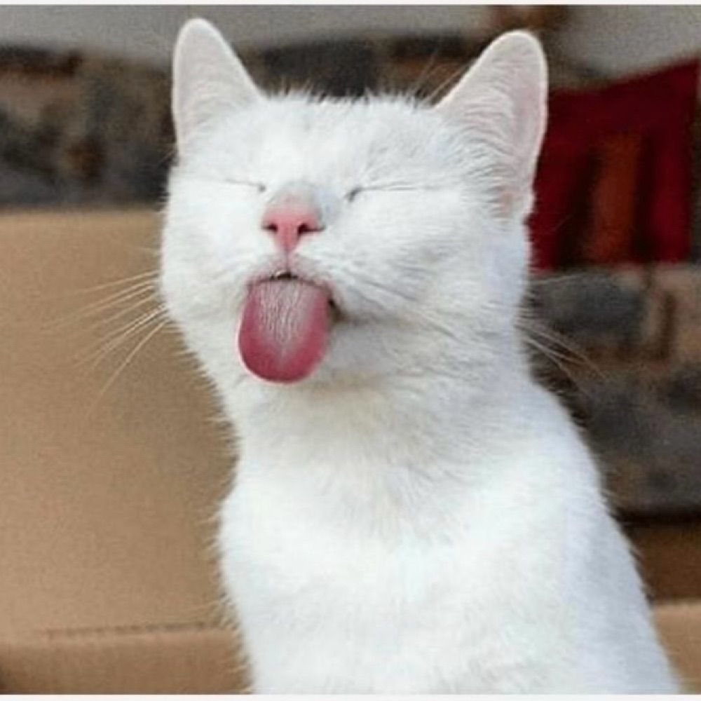 Comment image