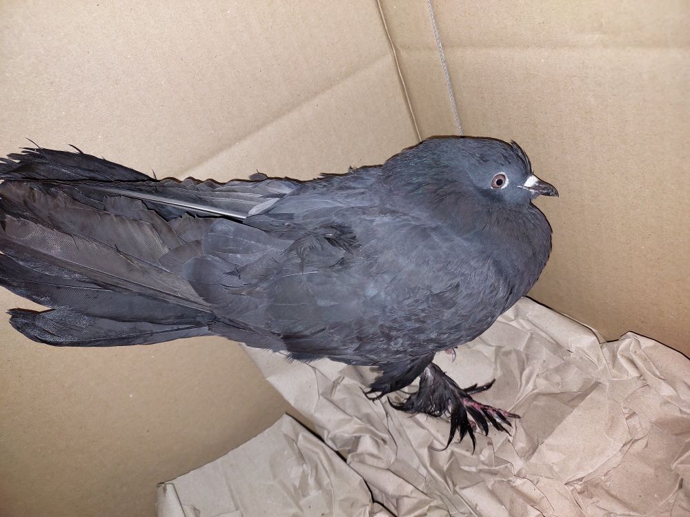 Graue Taube in einem Karton 