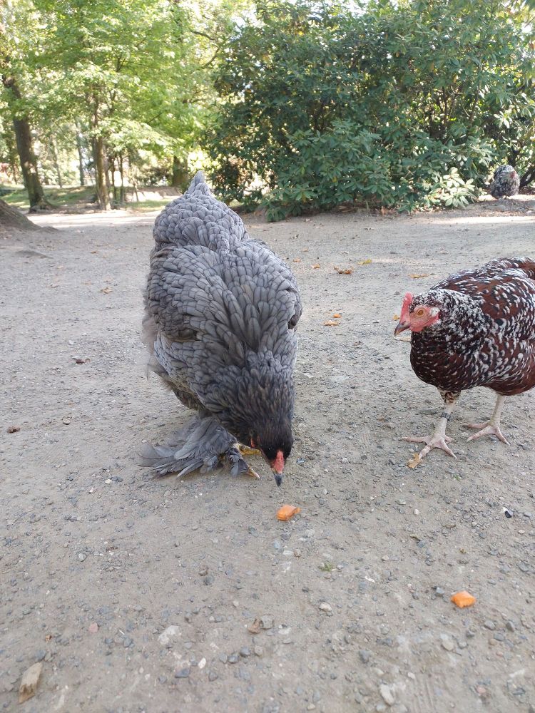 2 Hühner aus Essehof 