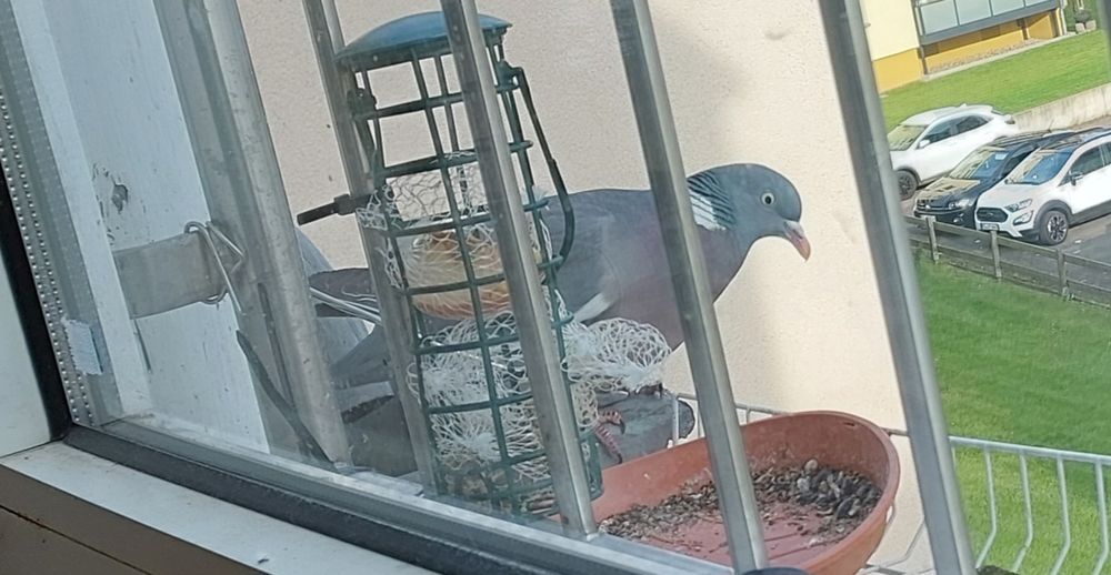 Taube sitzt vor Fenster 