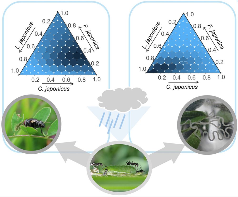 The defensive function of mutualistic ants for the Reverdin's Blue butterfly against two groups of parasitoids (tachinid flies and mermithid nematodes) differs among ant species, and this is affected by the number of precipitation days in the larval period of the butterfly. Camponotus japonicus is the most effective against flies, while Lasius japonicus against nematodes. The effect of rainfall is negative for fly parasitism but positive for nematode parasitism. Note that darker blue circles in the triangle indicate lower AIC values.