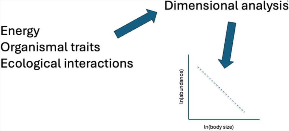 A dimensional analysis is used to identify functional relationships between organism abundance and energy, body size, and ecological interactions. The most parsimonious result is consistent with an exponent of −1 for the scaling relationship between abundance and body size. Other values can be obtained by considering life history and other ecological interactions.