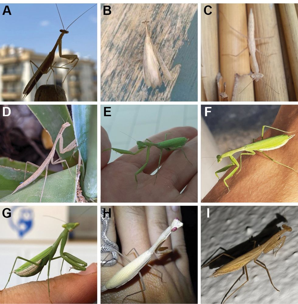 Alt text: A collage of nine photographs (labeled A–I) showing different individuals and color variations of praying mantises.

    A: Brown mantis with buildings in the blurred background.

    B: Pale brown mantis resting on a wooden surface.

    C: Light brown mantis on bamboo sticks viewed from above.

    D: Beige mantis climbing a green plant leaf.

    E: Bright green mantis perched on a human hand.

    F: Vibrant green mantis on a human arm.

    G: Green mantis standing on a human finger with a blurred indoor background.

    H: Pale cream-colored mantis with pink eyes on a person’s hand.

    I: Brown mantis on a textured white surface with strong shadows.