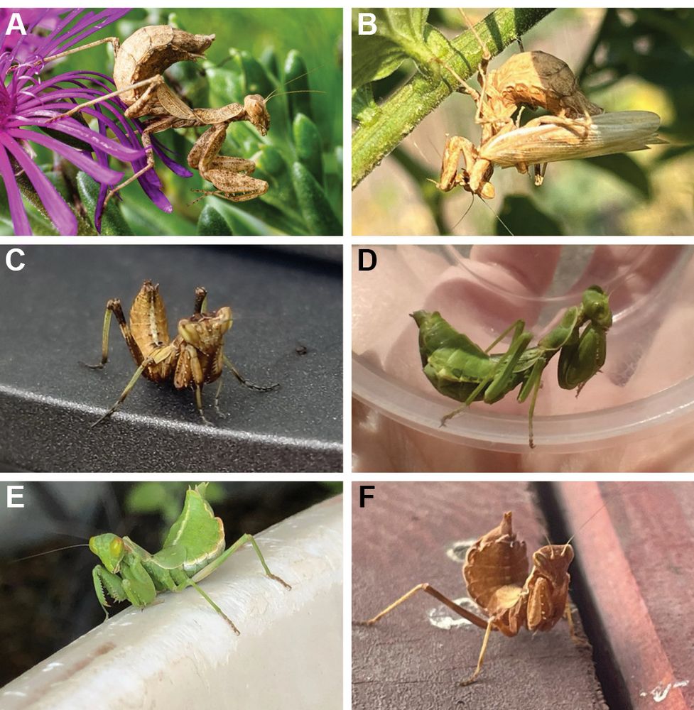 A collage of six photographs (labeled A–F) showing various individuals and poses of praying mantises.

    A: A brown mantis perched on a vibrant purple flower.

    B: A tan mantis feeding on another mantis while clinging to a green stem.

    C: A small brown mantis with prominent forelegs resting on a black surface.

    D: A bright green mantis inside a clear container held by a person.

    E: A green mantis with yellow highlights climbing on a curved white surface.

    F: A reddish-brown mantis with expanded forelegs standing on a reddish wooden surface.