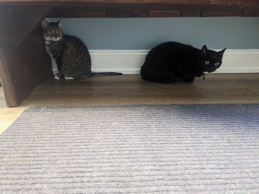Minxy and Midnight sitting under the wooden bench in the vet patient room.
