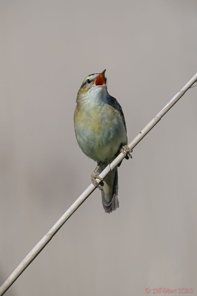 Singing Sedge Warbler showing its orange gape