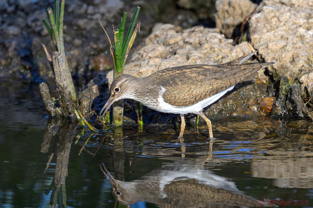 Common Sandpiper feeding
