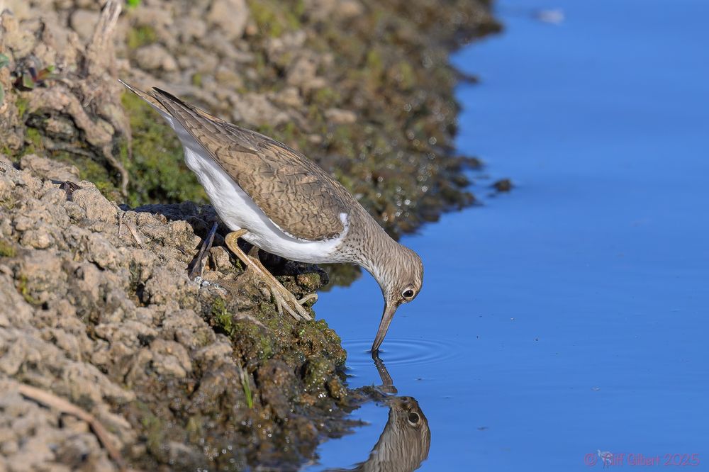 Common Sandpiper feeding in an unusual pose off a bank