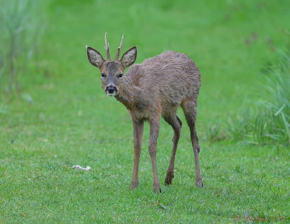 A Roe Deer looking at me