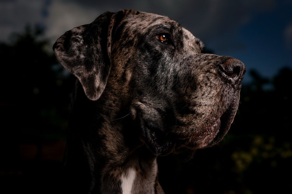 Great Dane / Mastiff (a Daniff)