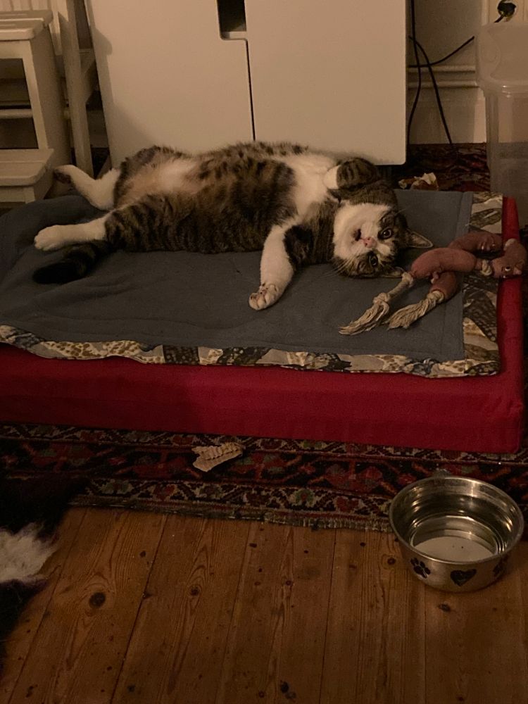 Großer Tigerkater mit Flauschbauch liegt ausgestreckt auf dem Rücken auf einer Hundematratze. Neben seinem Kopf liegt Hundespielzeug: eine Latexwurstkette. Im Vordergrund ein großer Wassernapf.