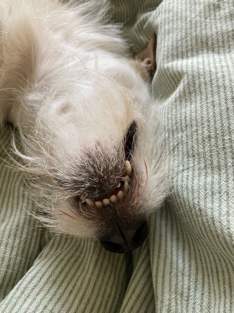 Weißer Hund liegt auf dem Rücken. Zu sehen ist die Schnauze mit Bärtchen, Zähnen und schwarzer Nase
