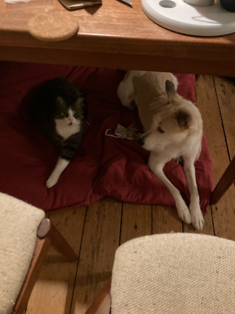 Tigerkater und Hündin liegen nebeneinander unter dem Tisch auf dem Sitzsack. Die Beine nach vorn gestreckt, sie schaut ihn an