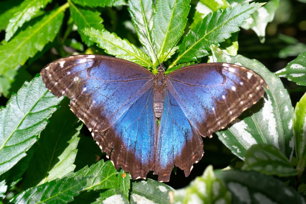 Text von ChatGPT: Das Bild zeigt einen wunderschönen Schmetterling, der auf grünen Blättern sitzt. Der Schmetterling hat große, leuchtend blaue Flügel mit einem leicht metallischen Schimmer. Die Flügelränder sind dunkelbraun und zeigen einige helle Flecken. Man kann erkennen, dass die Flügel etwas abgenutzt oder eingerissen sind, was auf ein älteres Exemplar hindeuten könnte. Der Körper des Schmetterlings ist schlank und braun, und seine Fühler sind nach vorne gerichtet. Im Hintergrund sind sattgrüne Blätter mit unterschiedlichen Strukturen und Farbtönen zu sehen.
Der Schmetterling auf dem Bild ist sehr wahrscheinlich ein Blauer Morphofalter (Morpho menelaus), bekannt für seine intensiv blau schimmernden Flügel.
