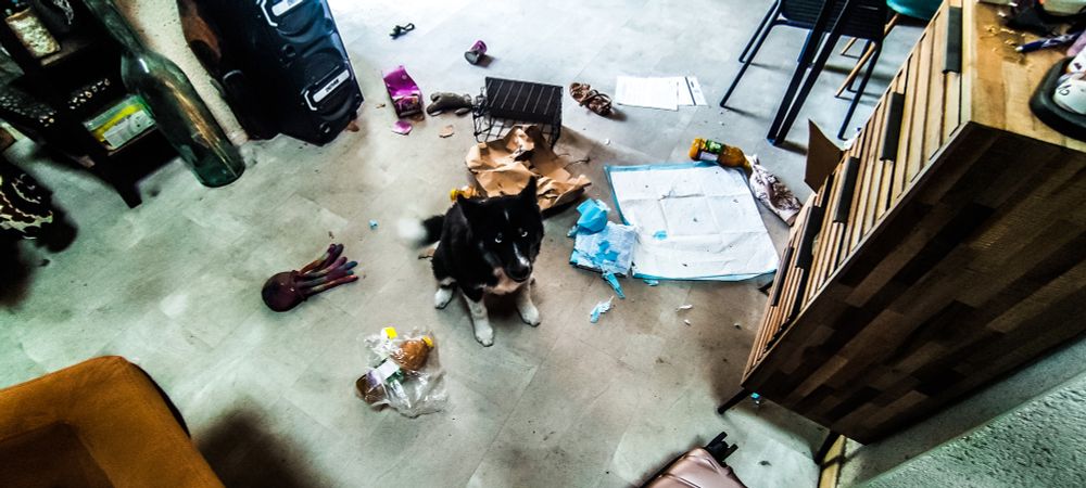 un chien, a ses pied son oeuvre d'art, 