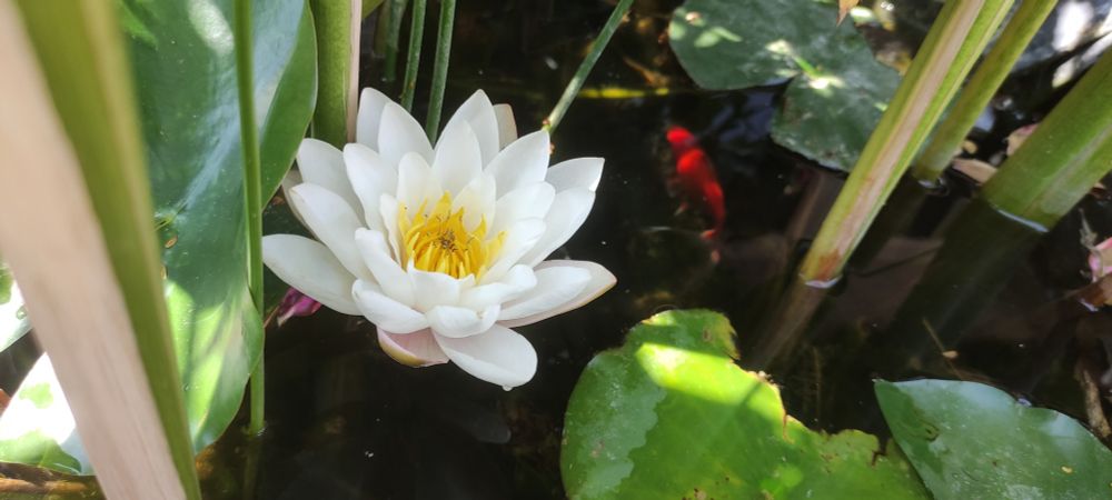 fleur nénuphar, un poisson