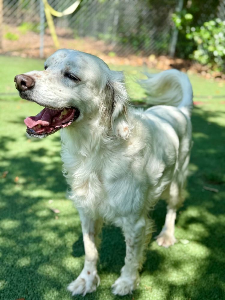 Alice the English Setter
