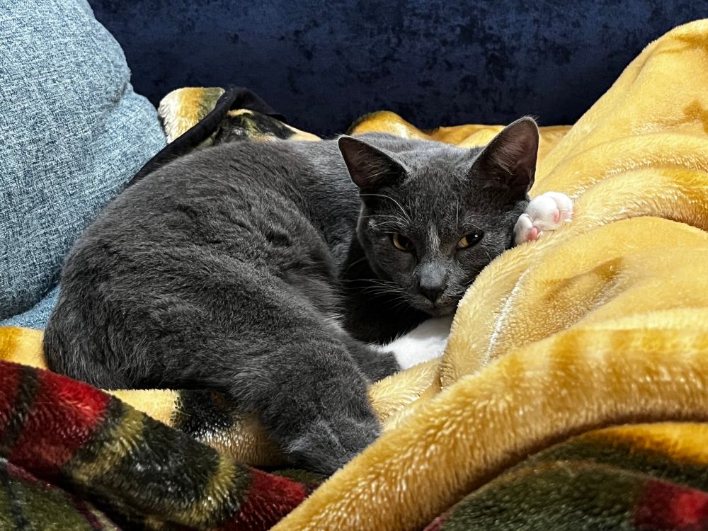Checker the grey tuxedo cat curled up on a blanket.