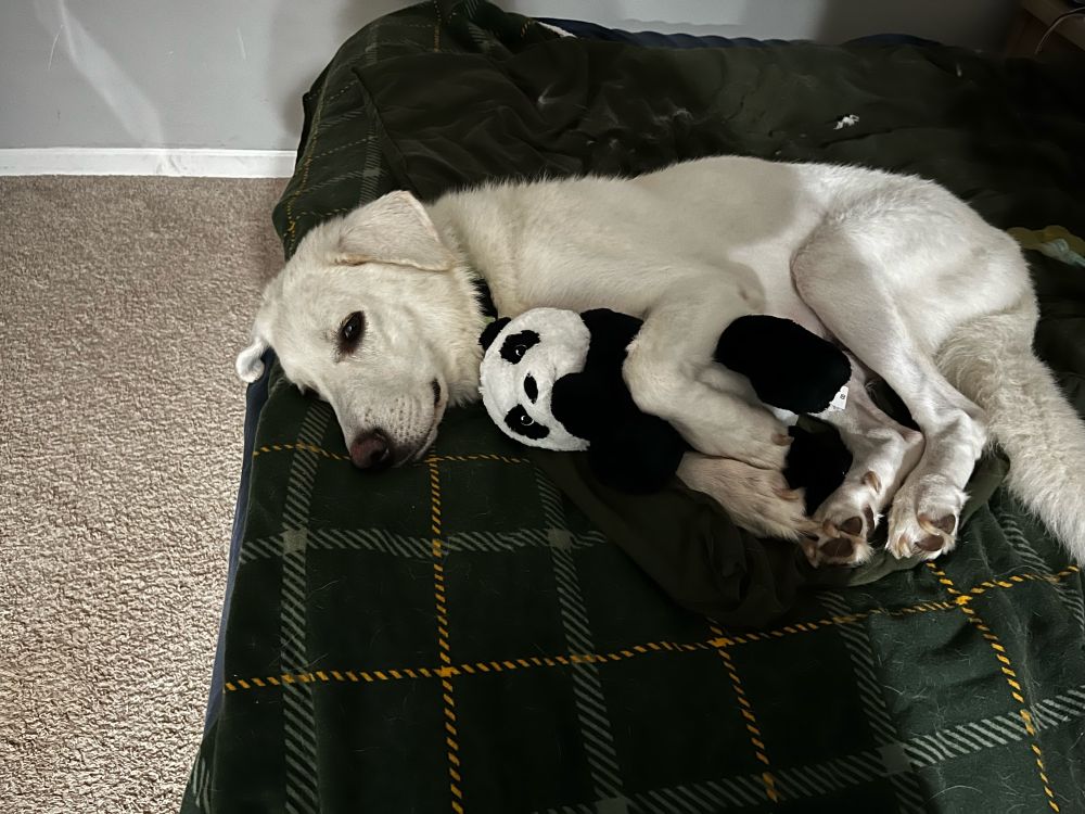 Large white Pyrenees dog holding panda teddy bear on a green plaid blanket.