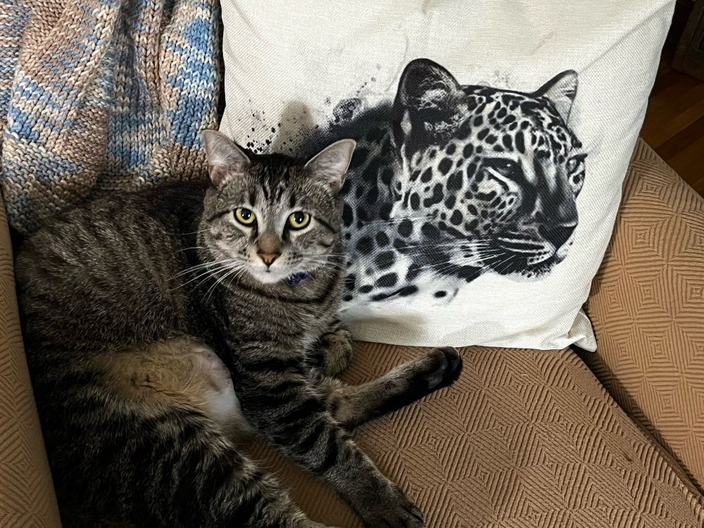 Grey striped tabby Cosmo with leopard pillow 