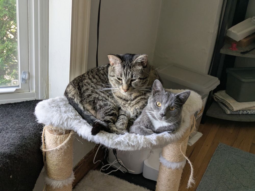 Checker the grey tuxedo cat with foster brother Cosmo squeezed into a cat hammock.