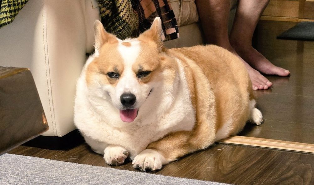 半目なコーギー