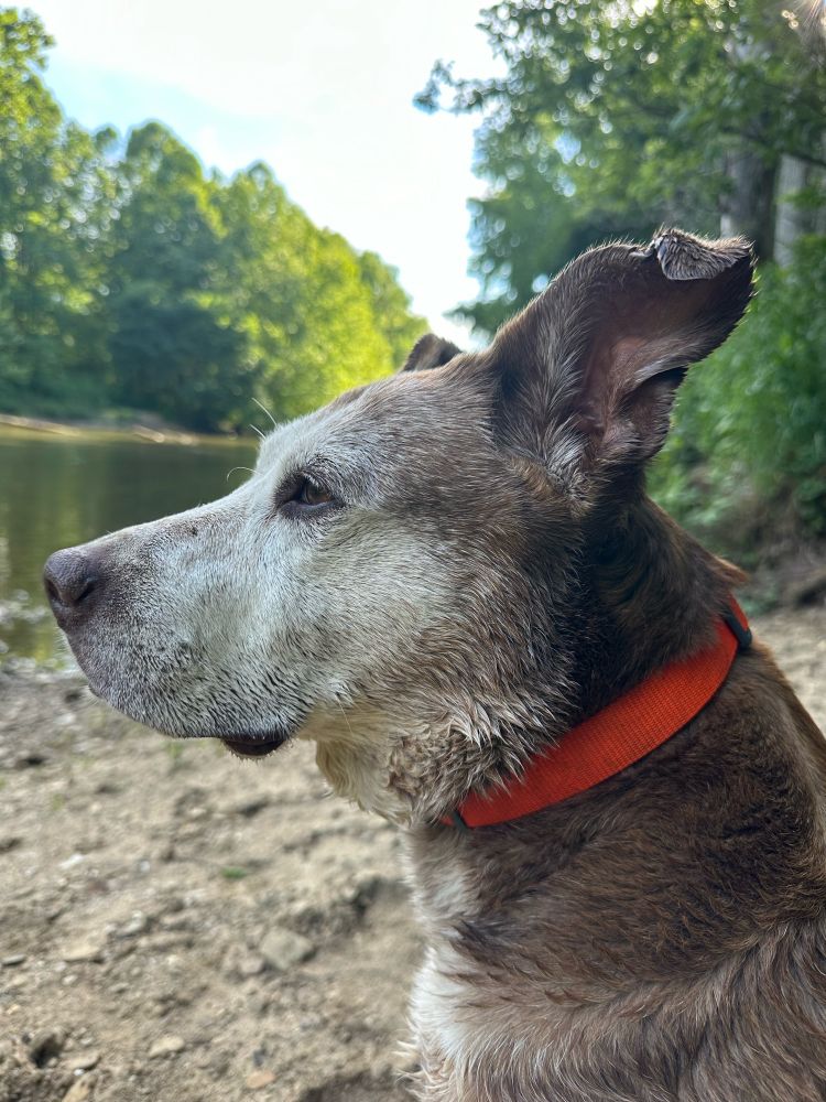 A white nosed dog with brown fur and pointy ears looks longingly over a river. Her name is Smashy. 