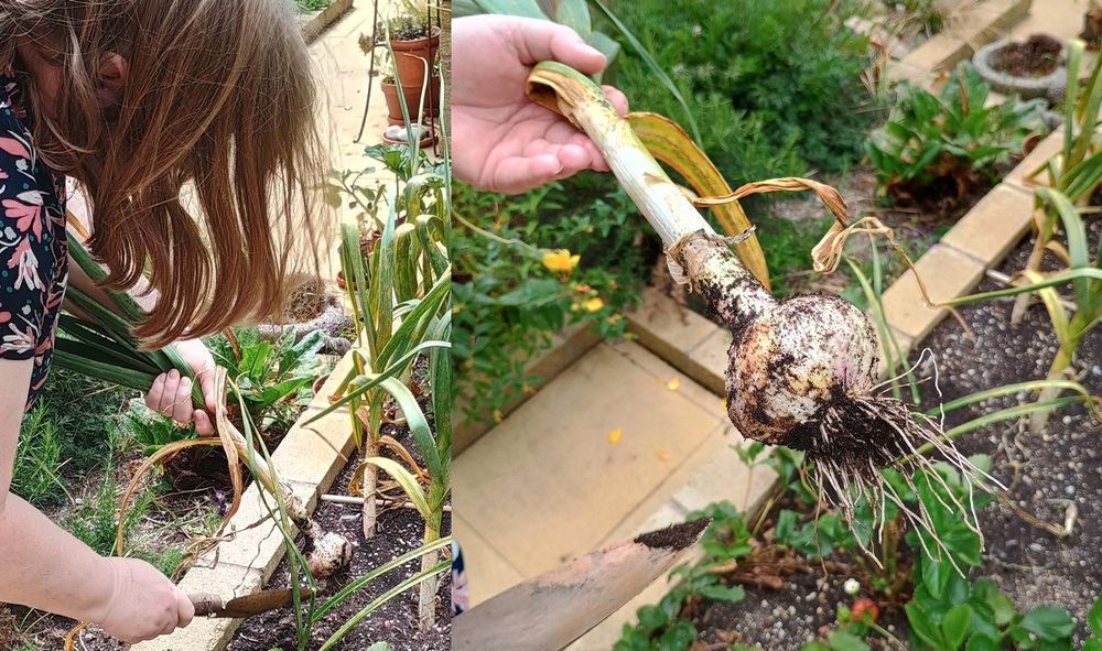 Two panels. On the left is a person digging out a bulb of garlic. On the right is a hand holding up the large harvested bulb.