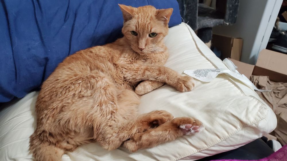 My best friend, Isaac, reclining on some pillows while also showing his age by how withered he has gotten. He was a big old orange cat. And he was loved.