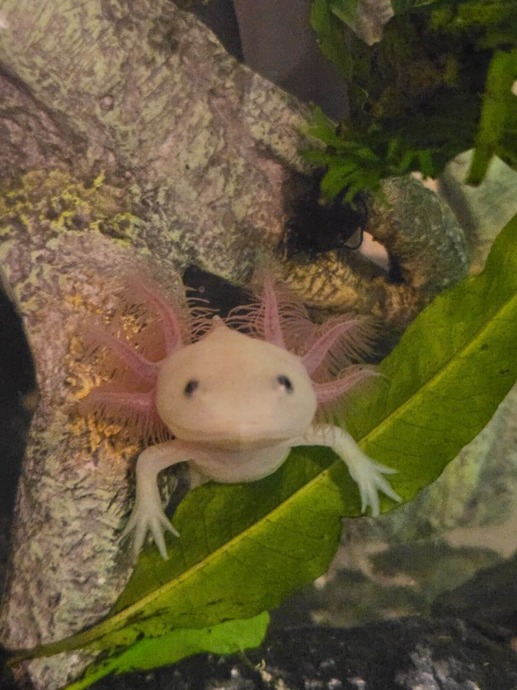 Picture of an axolotl between a fake roots and a leaf
