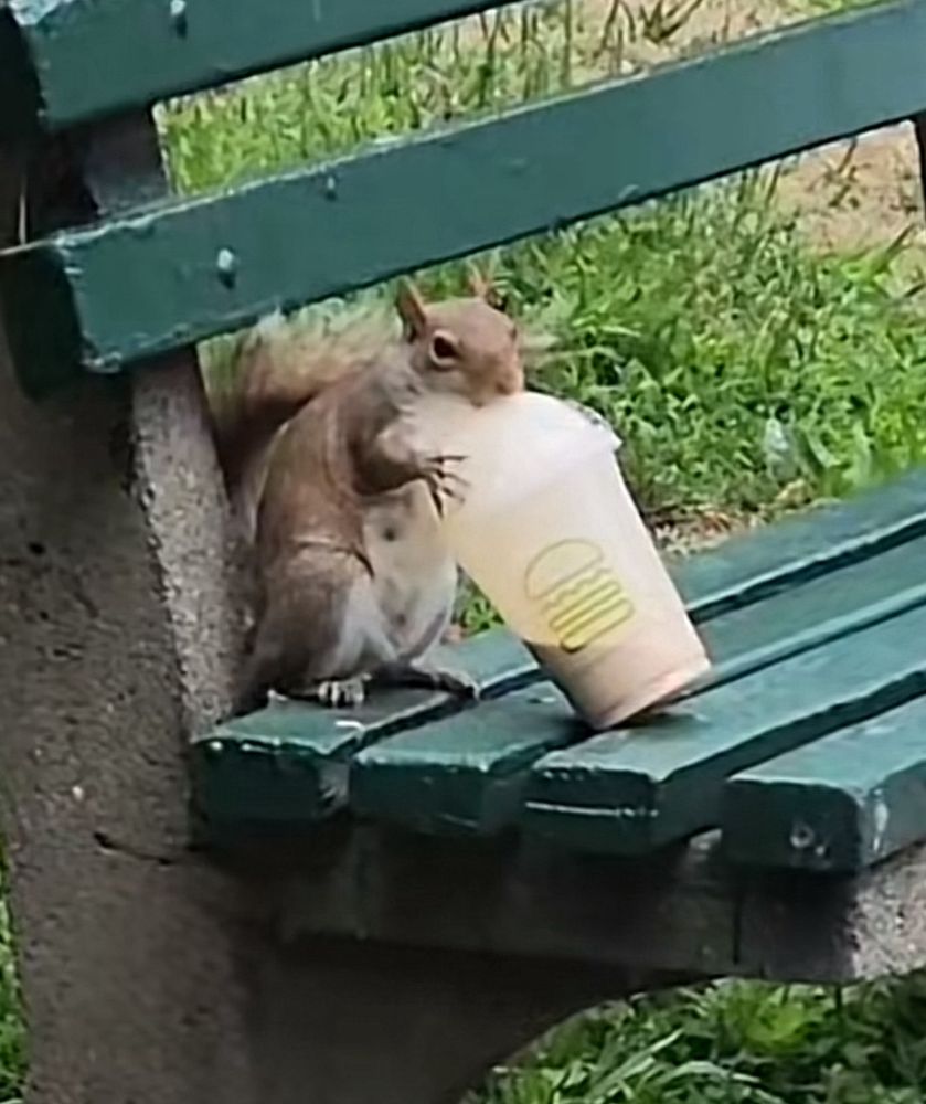 Squirrel drinking Shake Shack milkshake