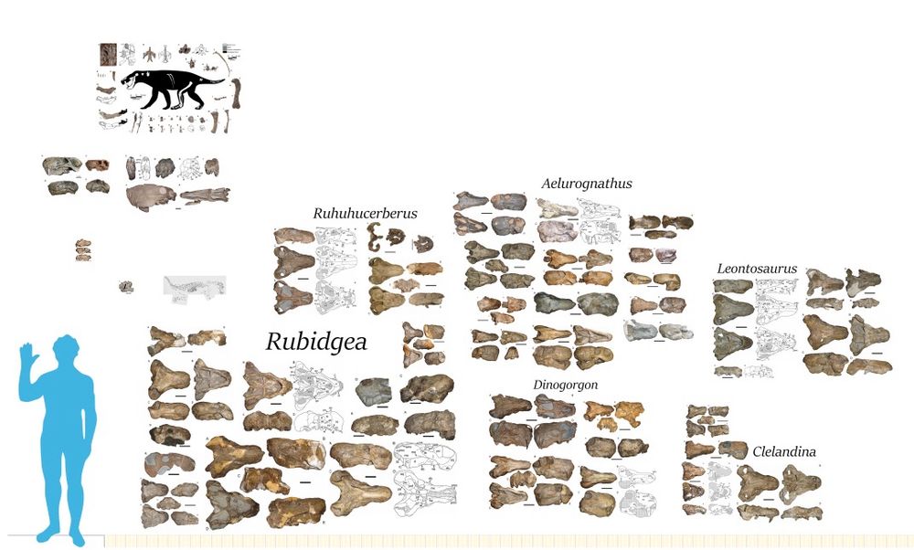 A size chart with various gorgonopsians
Unlabelled taxa are Mallorca gorgon, Lycanops sp,Inostrancevia africana, Eriphostoma, Unamed Eodicyonodon Assemblage Gorgonopsian, and Viatkogorgon