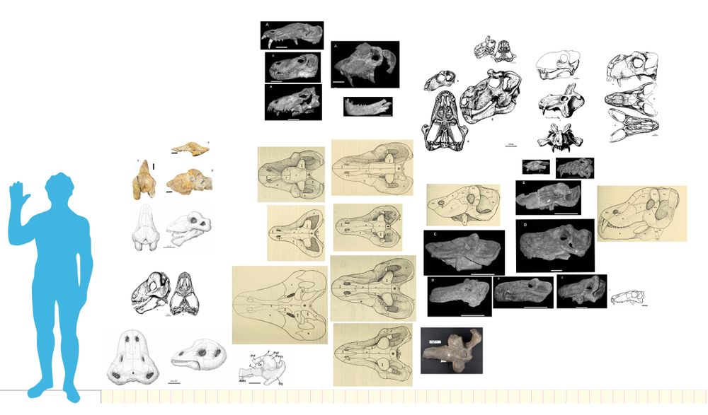 Dinocephalian skulls with a human for scale including Deuterosaurus,Riebeeckosaurus, Tapinocephalus, Anteosaurus , Titanophoneus, Styracocephalus and Estemmenosuchus