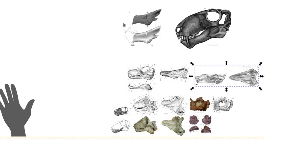 A size chart with Biarmosuchians from top left, Wantulignathus, Alrausuchus, Herpetoskylax, Lobalopex, Niaftasuchus, Ustia, Leucococephalus, Mobeceras