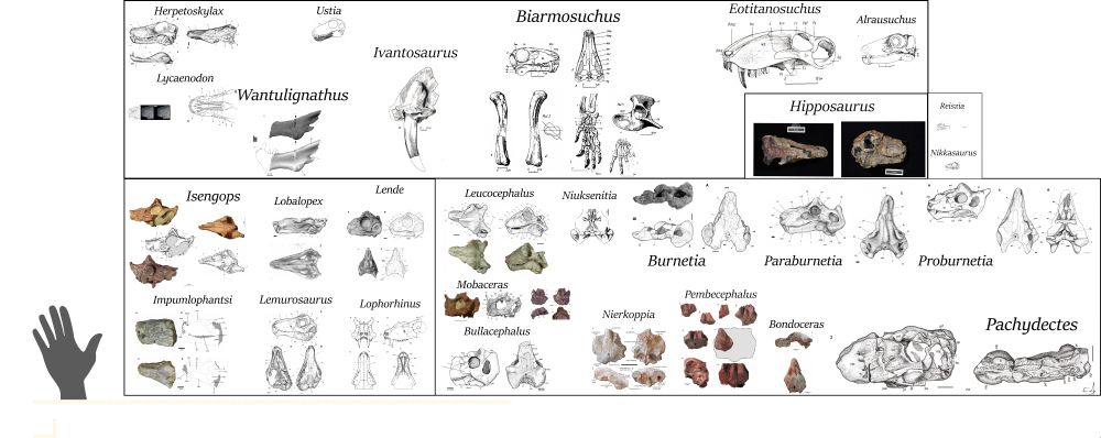 This image Features from left to right, Top to bottom. block by block Herpetoskylax: an elongated skull, Ustia: a small lower jaw , Lycaenodon: the front part of the skull , Wantulignathus: a fragmentary lower jaw,  Ivantosaurus: an extremely large tooth with bone attached, Biarmosuchus: a medium skull, pelvic girdle, femur and right foot, Eotitanosuchus: a very large skull, Alrausuchus: a medium skull with the front missing, Hipposaurus: a skull postcrania is known from this animal but none has been figured, Reiszia: a fragmentary tiny skull and lower jaw, Nikkasaurus: A complete tiny skull, Isengops: a orange skull with large crests over the eyes, Lobalpex: a very crushed skull, Lende: a skull with very large eyes, Impumlophantsi: a front of a skull with a small crest, Lemurosaurus: a skull with two crests over the eyes , Lophorhinus: a front of a skull with a noticable nasal crest, Leucocephalus: a skull with large eyes and a frontal crest, Niuksenitia: the back half of a skull, Burnetia: a crushed skull, Paraburnetia: a very complete skull , Proburnetia: a very complete skull , Mobaceras: a dark orange skull and purple skull roof , Bullacephalus: the backend of a heavy weathered skull, Nierkoppia: a skull roof with a very large frontal crest, Pembecephalus: reddish skull bits with 3rd eyes visable, Bondoceras: a orange skull , Pachydectes: a very large skull