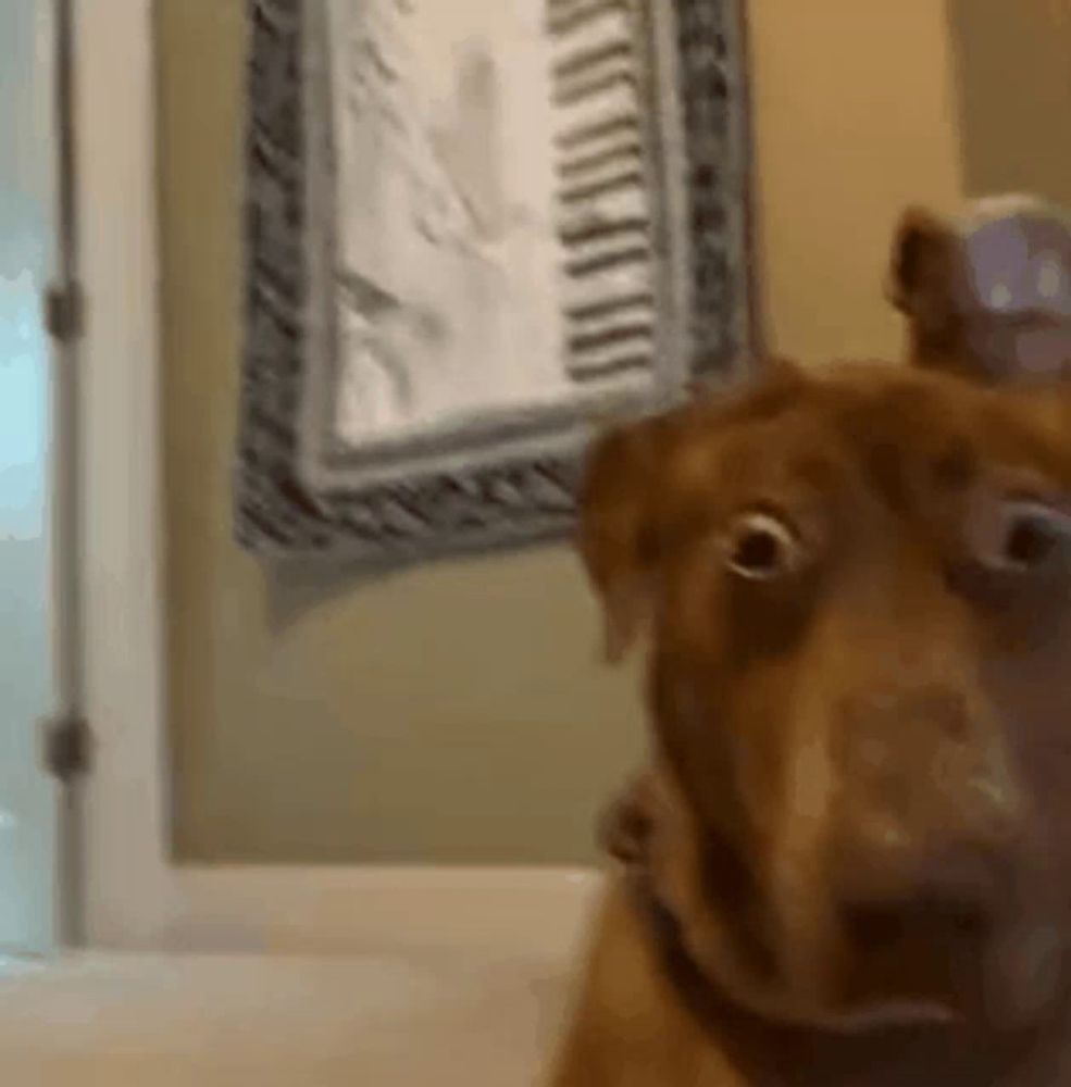 a close up of a dog looking at the camera with a clock in the background