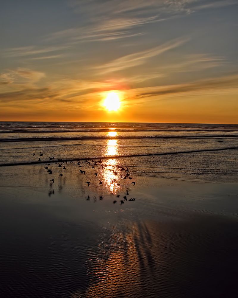 Vibrant sunset on Washington coast with waves, and birds racing close to the ground. The birds shadows appear against the wet sand at the bottom of the image.
