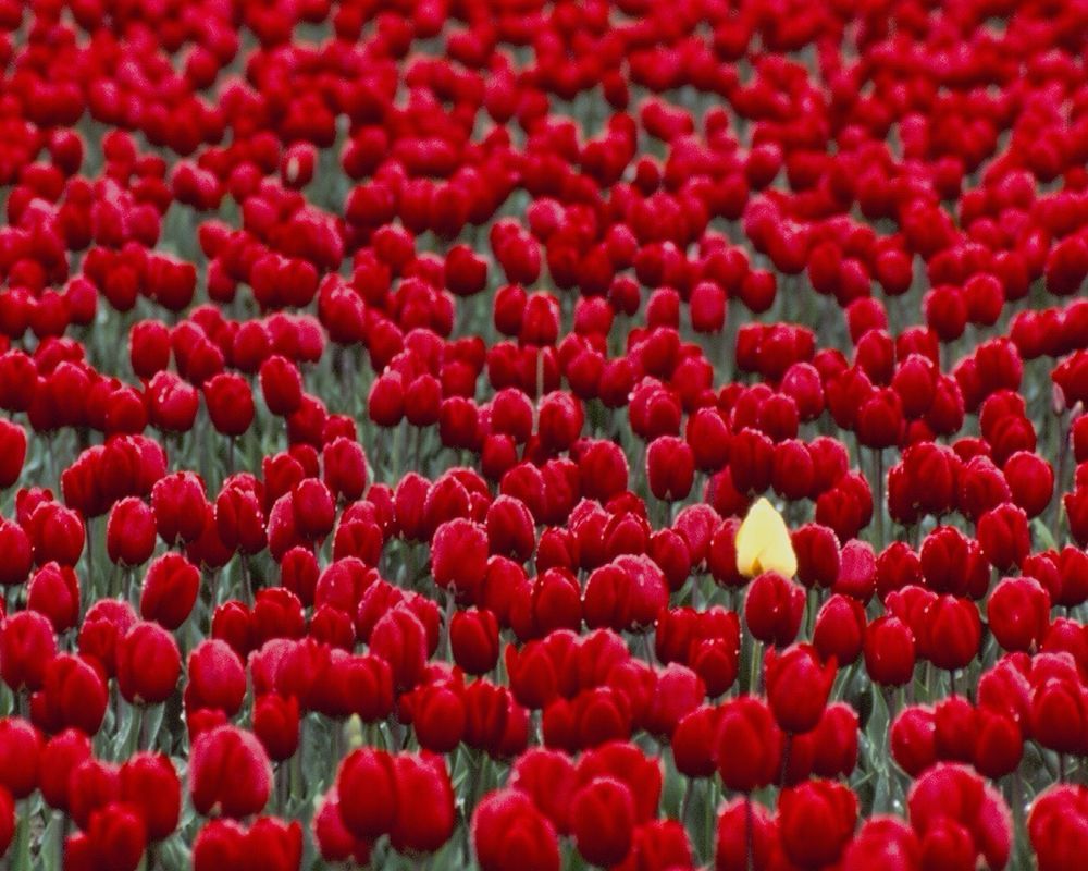 A single yellow tulip in a sea of vibrant red tulips