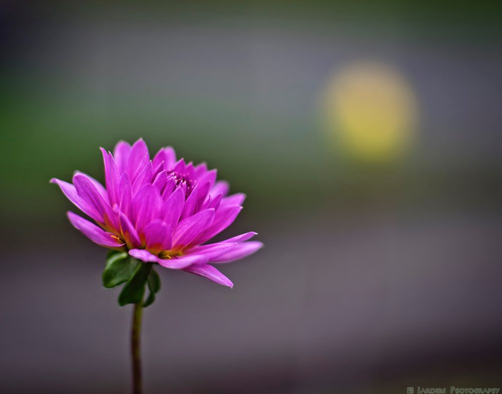 Pink Dahlia in partial focus with an out of focus yellow flower in the background that mimics the sun.