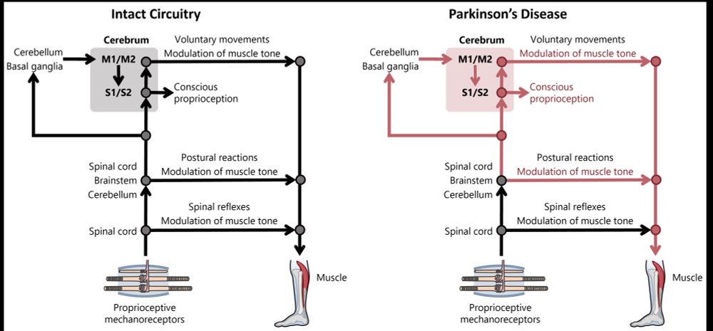 Schematic diagram of the neuronal structures involved in sensorimotor control and proprioceptive perception.