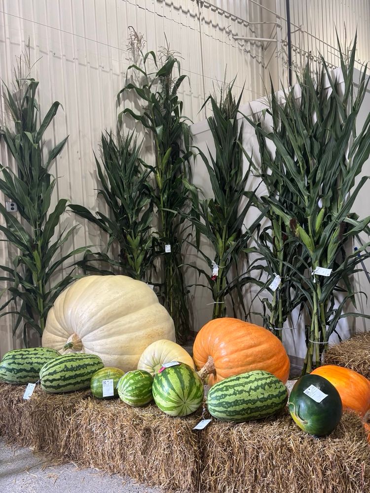 Huge pumpkins and watermelons on display