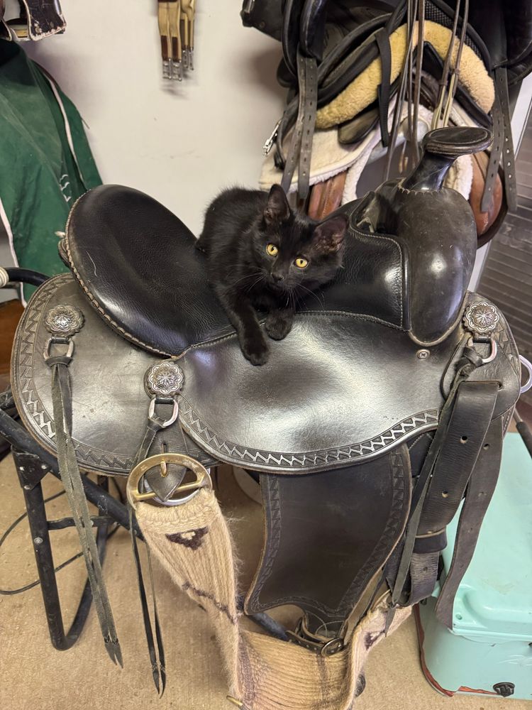 A kitten blends in to a cross country saddle